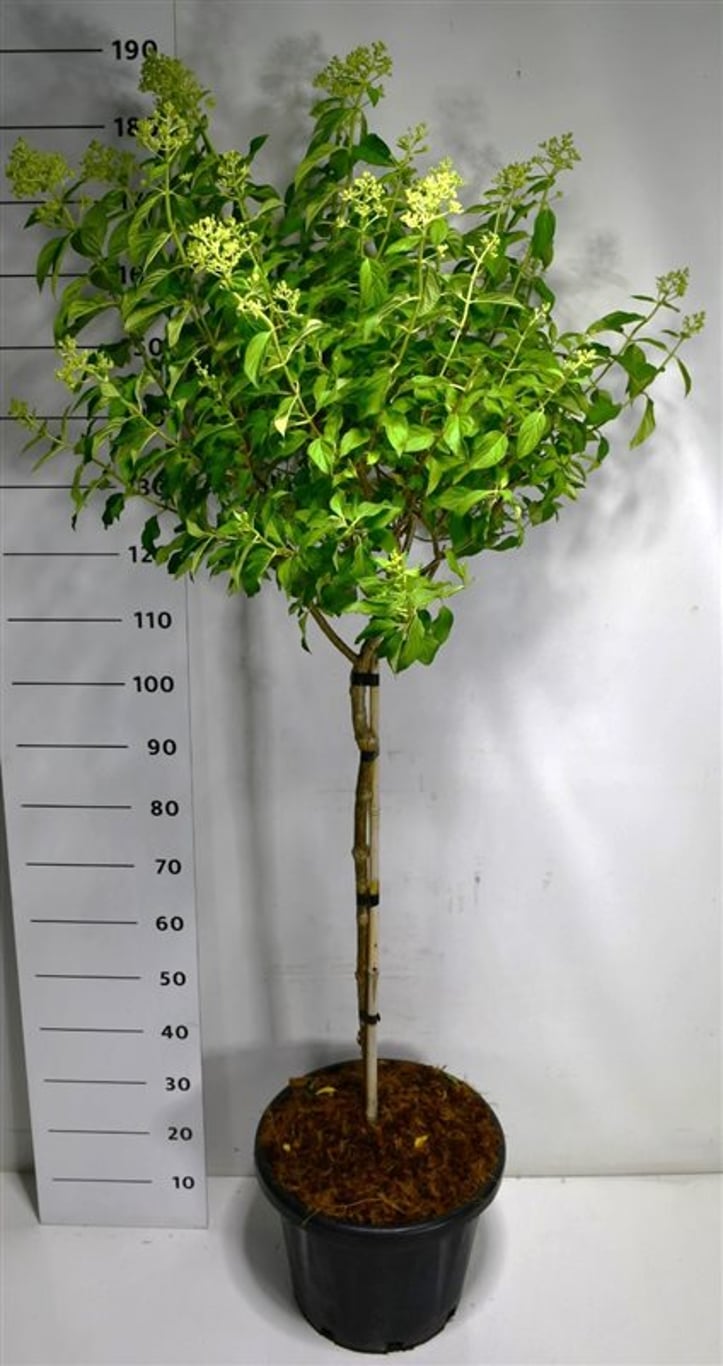 Hydrangea pan. 'Little Lime' ® - 80 CM Stem C20